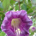 Cobaea scandens fleur